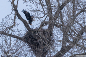 A resident Bald Eagle returns to her nest at Colvill Park in Red Wing, Minnesota