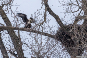 Resident pair of eagles prepare to lay eggs at their nest at Colvill Park in Red Wing, Minnesota