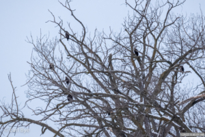 A number of immature Bald Eagles seen at Colvill Park in Red Wing, Minnesota