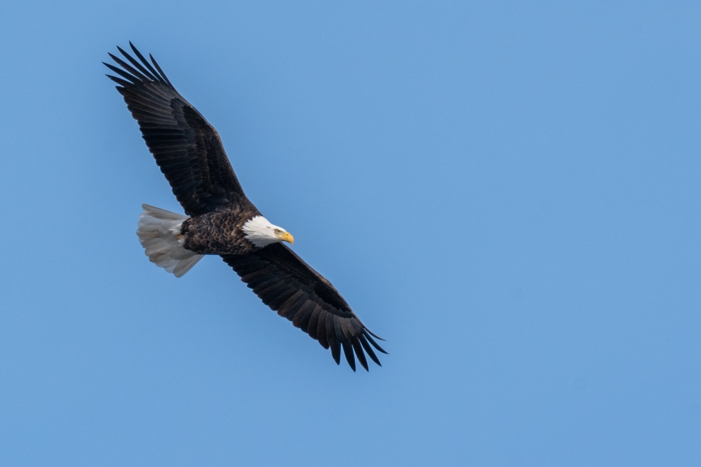 Adult Bald Eagle flying over the Mississippi River at Lock and Dam #3 in Red Wing, Minnesota