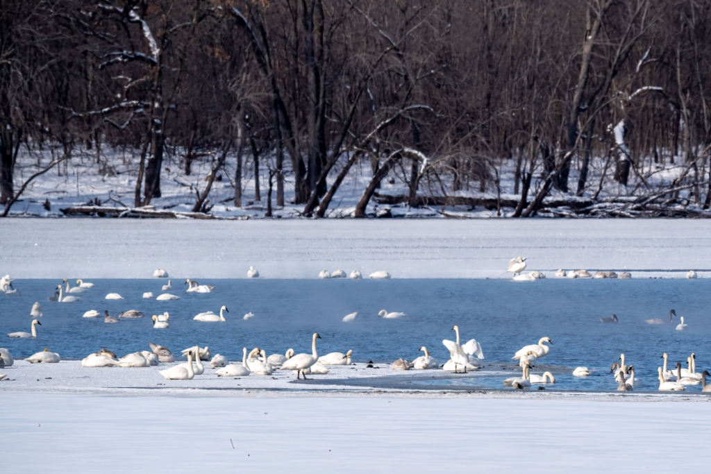 Dozens of Trumpeter Swans sit on the ice and swim near Lock and Dam #3 in Red Wing, Minnesota