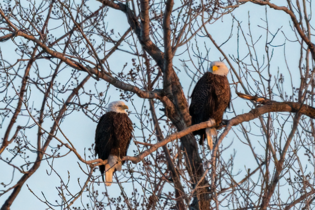 Eagle pair perched across river from Bay Point Park in subzero temperature soon after dawn