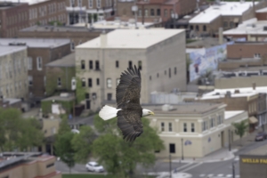 Adult American Bald Eagle flying over downtown Red Wing, Minnesota